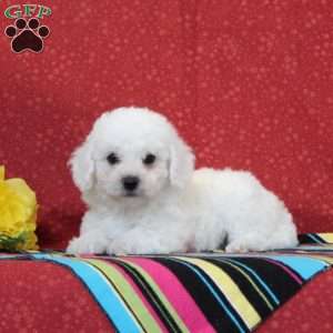 Trout, Bichon Frise Puppy